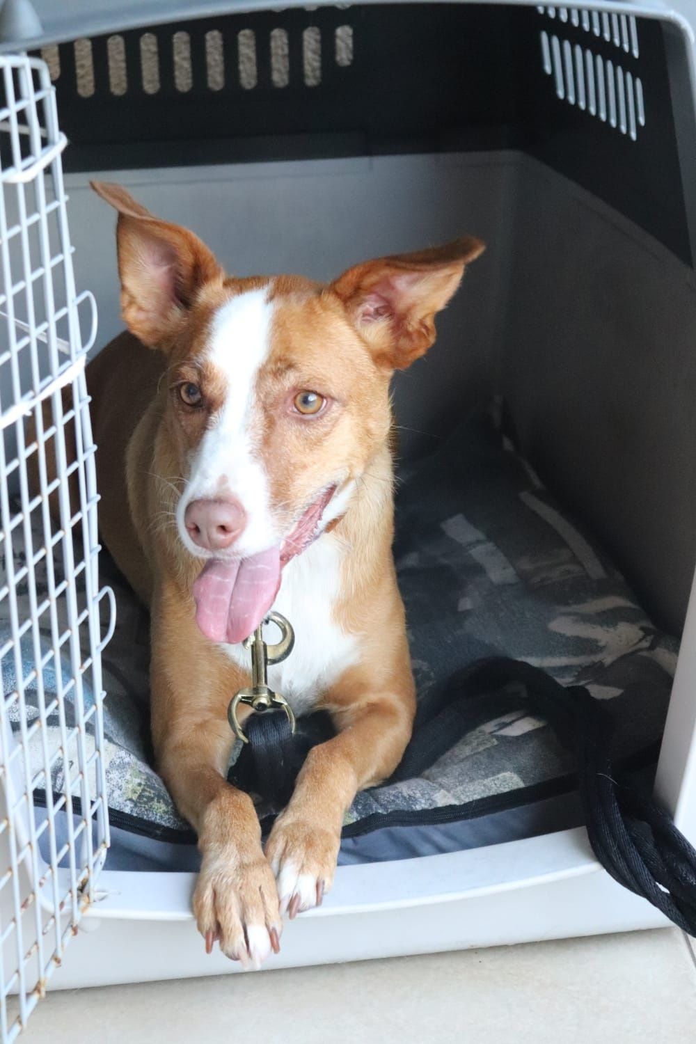 Transportadora de cães