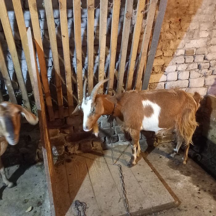 Продам коз и козлят
