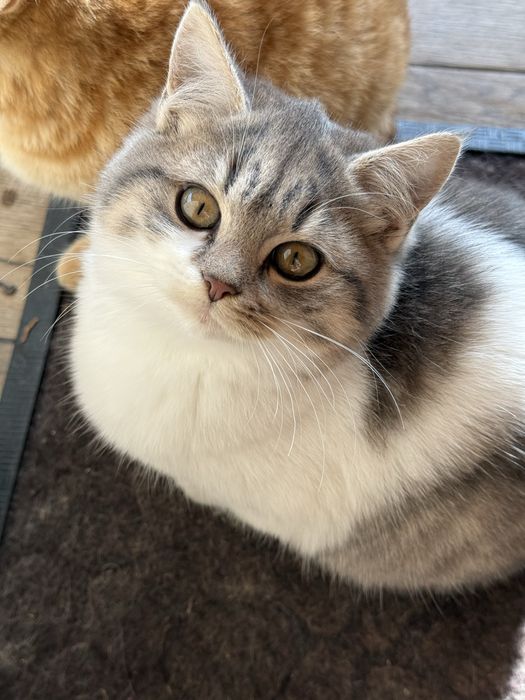 Сіра кішечка у добрі руки