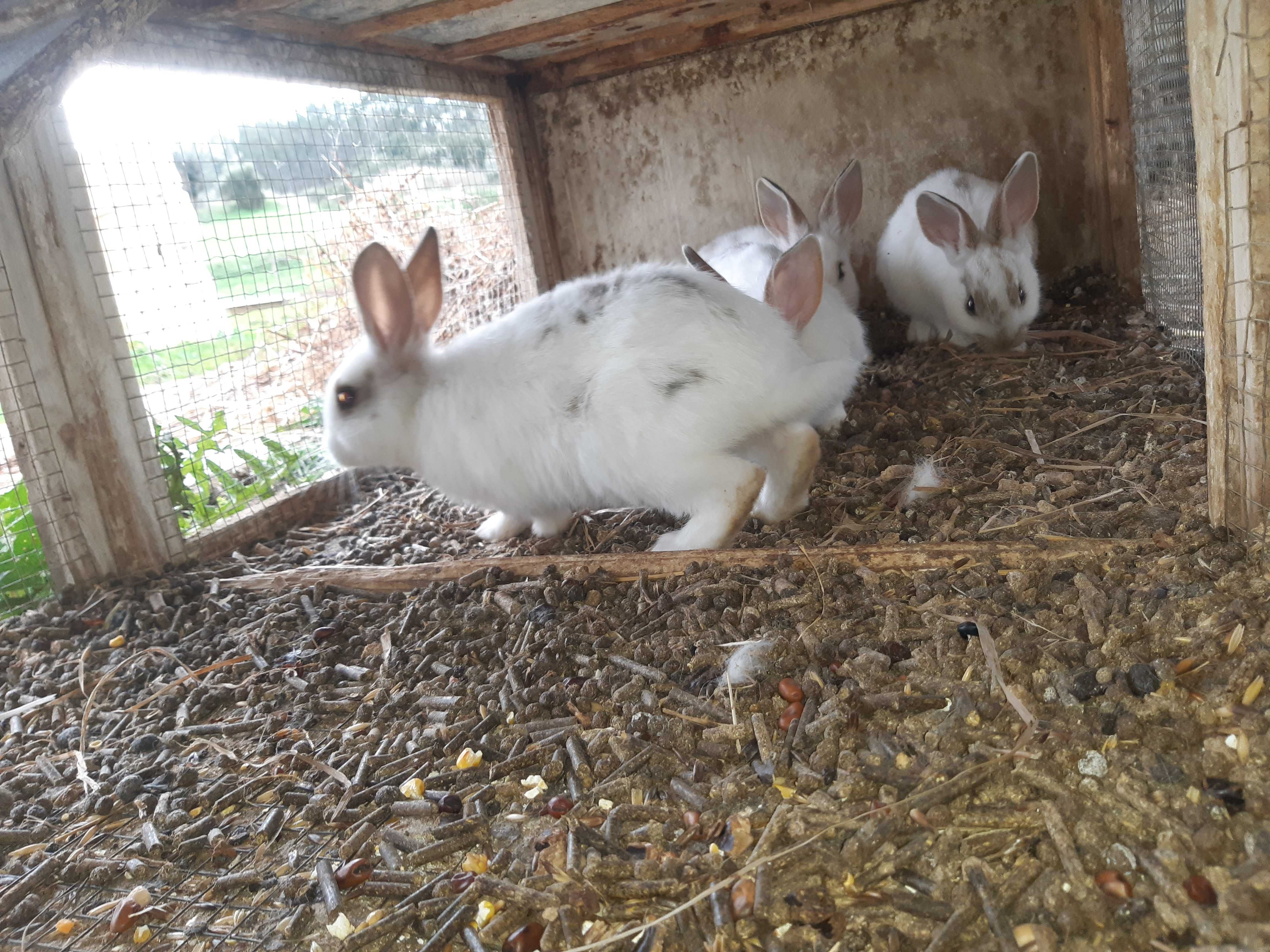 Coelhos machos e femeas