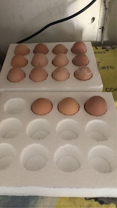 Ovos …. Caixas de envio de ovos para incubacao en segurança