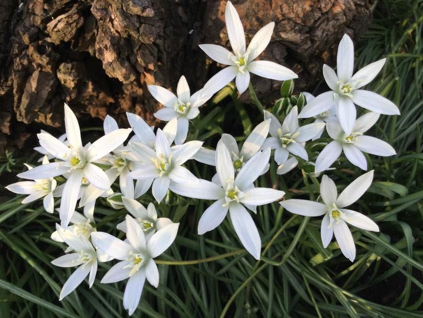 луковица птицемлечник (30шт)