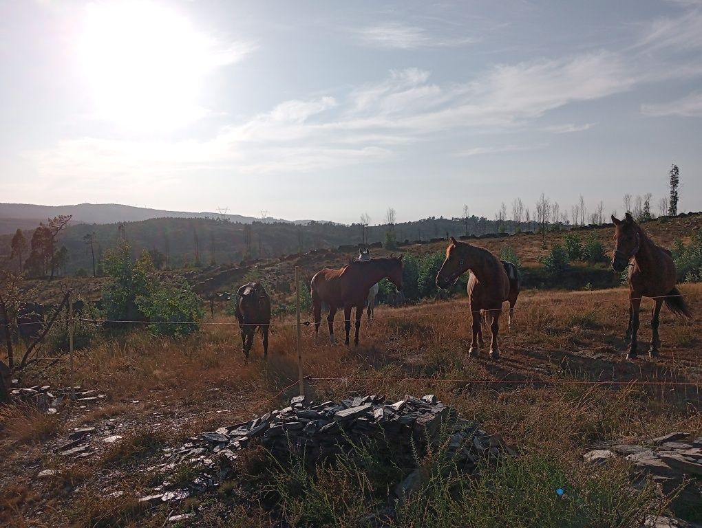 Passeios de cavalo /Aluguer de cavalos