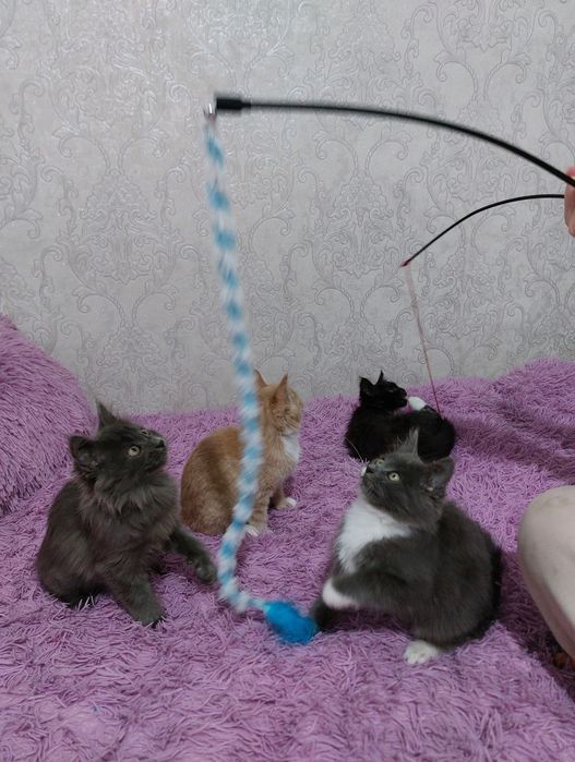 Віддамо грайливих кошенят