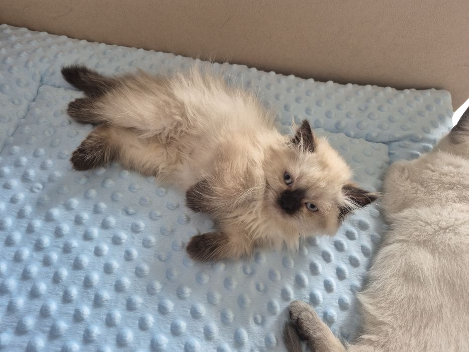 Kot brytyjski FPL point czekoladowy dlugowlosy