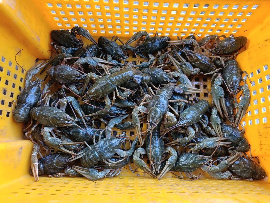 РАКИ ЖивІ СвіжІ  Житомир