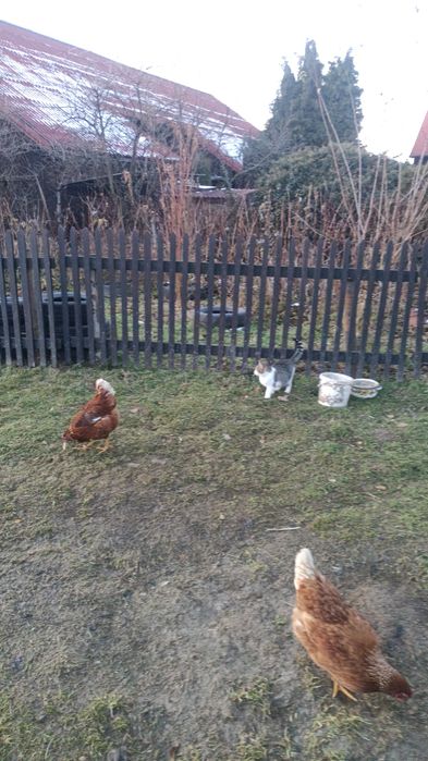 Oddam za darmo kotki