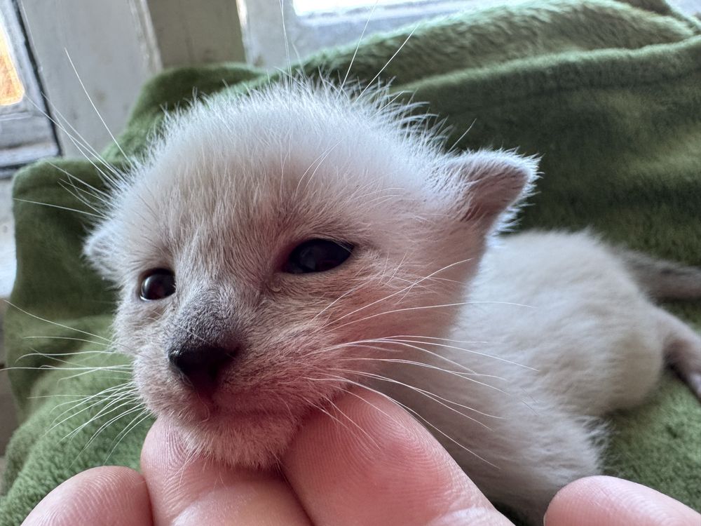 Kocurek balijski do felinoterapii z Hodowli Jagodowa Miłość