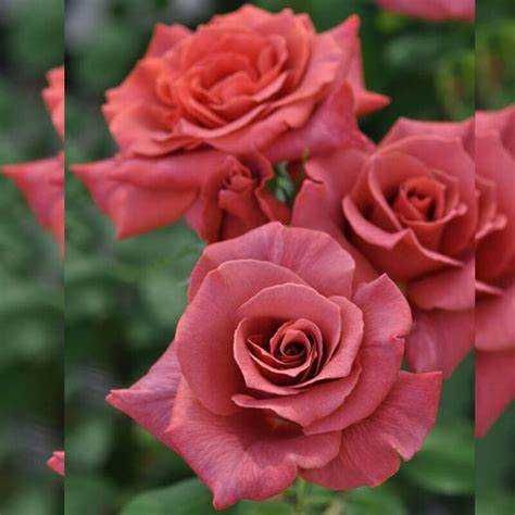 Розы японской селекции, более 20 сортов