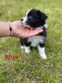 Border Collie szczenięta WKU