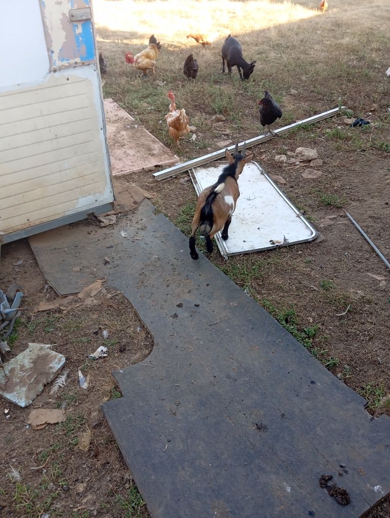 Cabrito anão com 7 meses