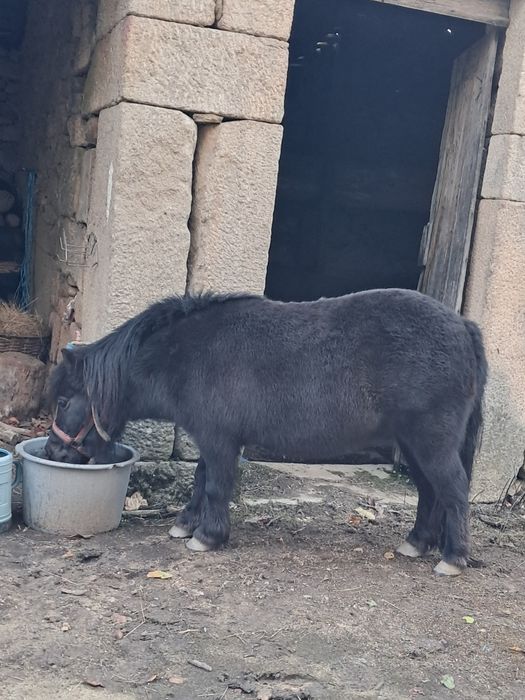 Vendo Pónei Fêmea