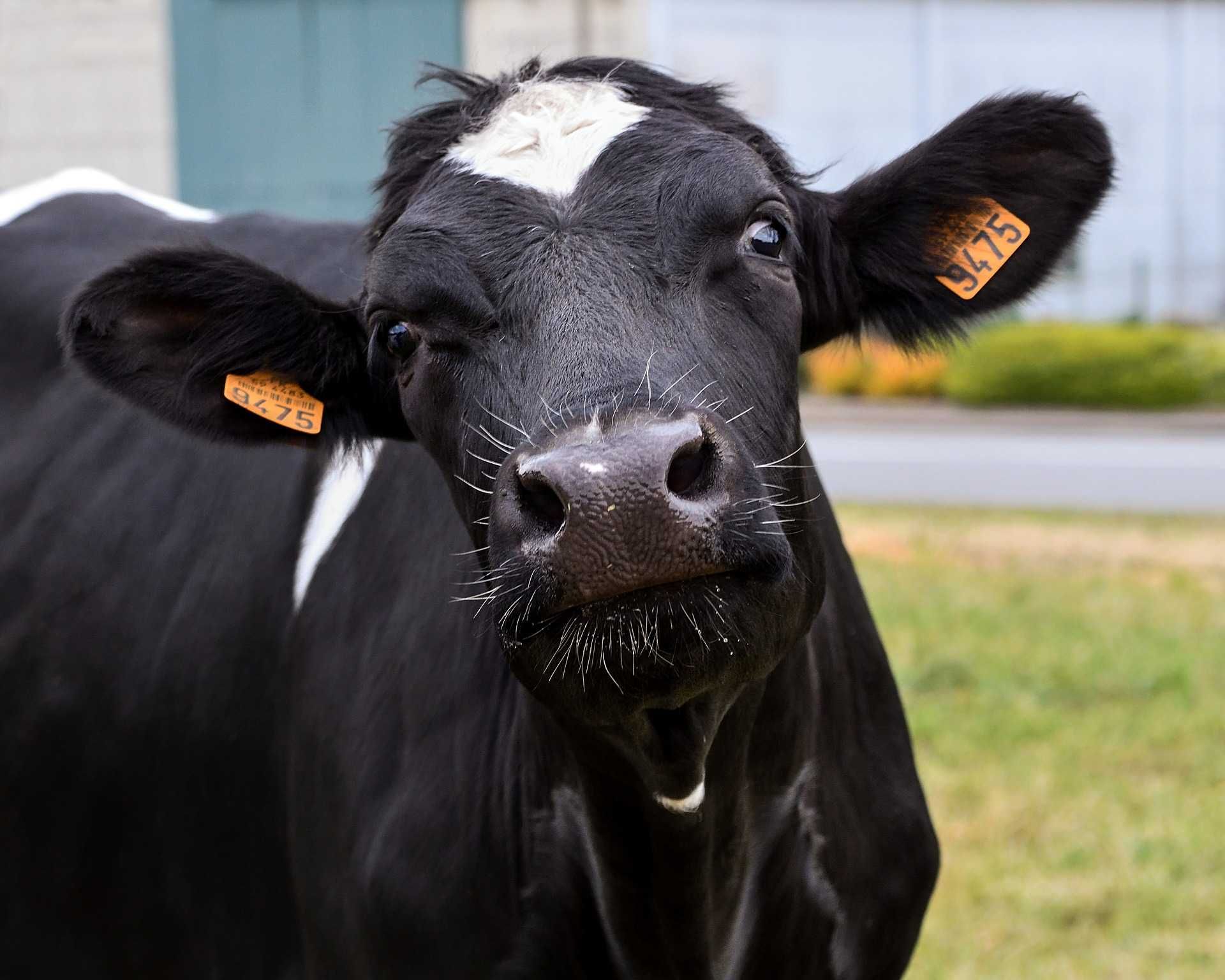*NA SUCHE* mieszanka traw dla krów mlecznych | nasiona traw | PP!