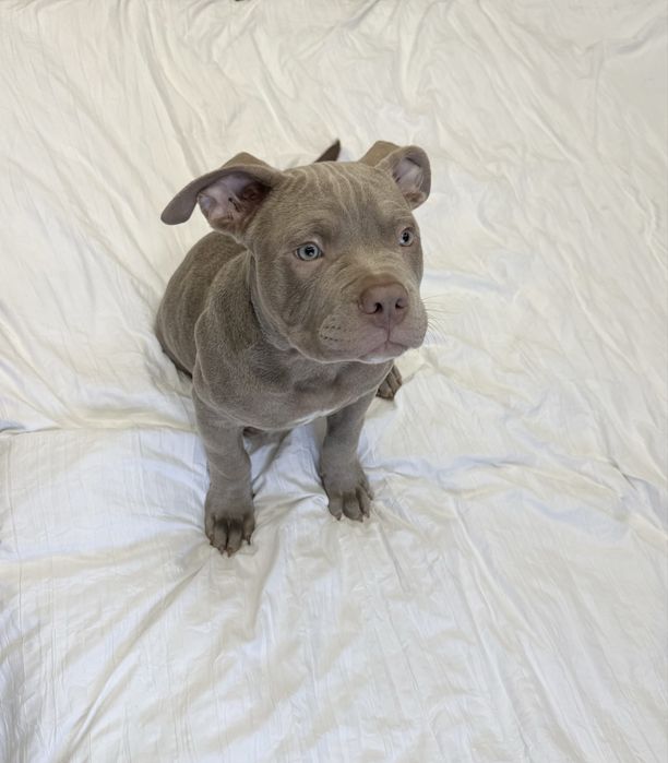 американские булли