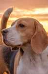 Reproduktor rasy Beagle