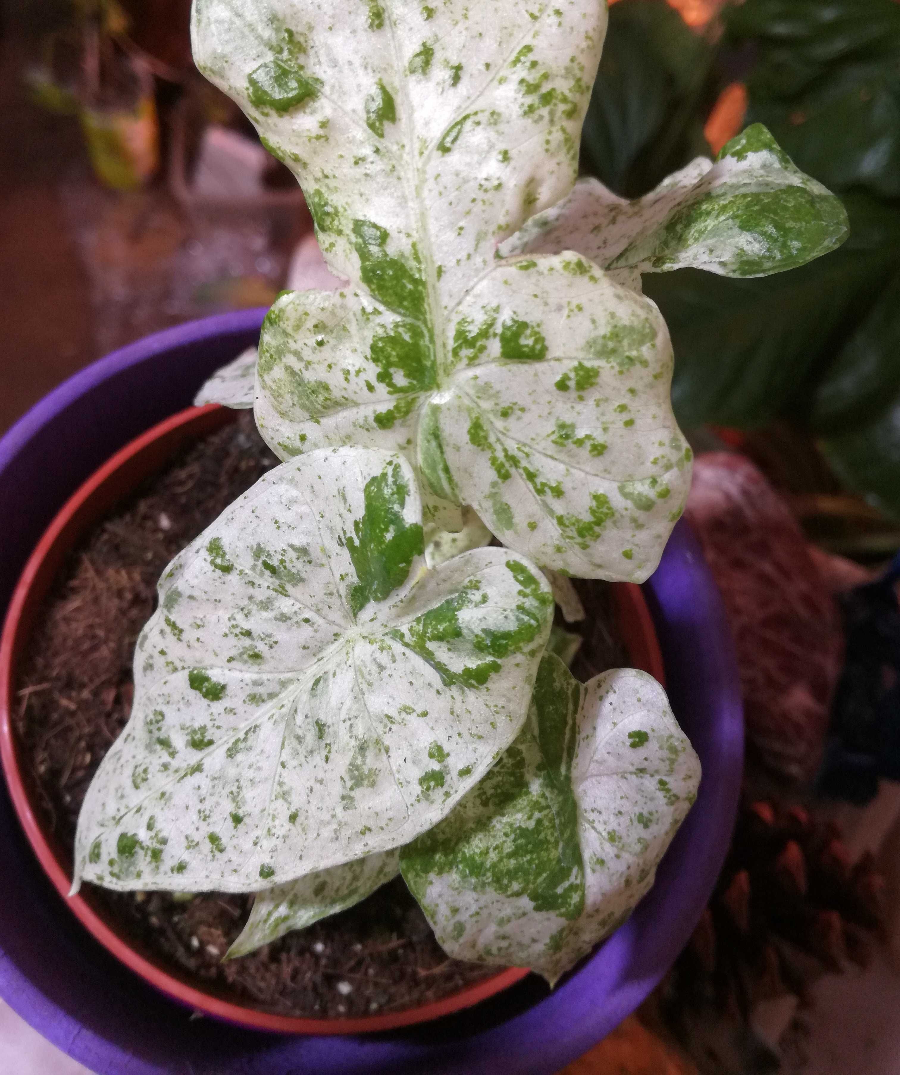 Alocasia ( Odora ) Splash Albo Variegata alokazja monstera philodendro