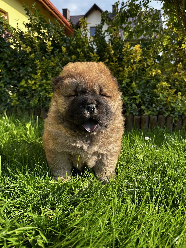 Chow Chow Piesek