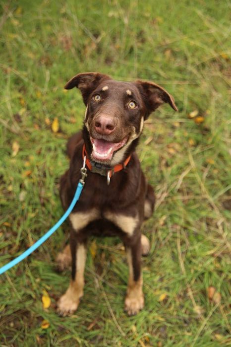 Отдам даром в добрые руки собаку