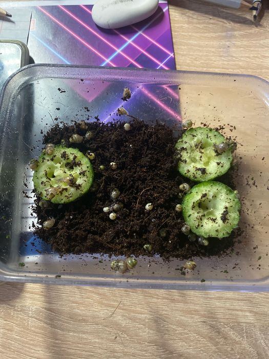 Равлинята радация