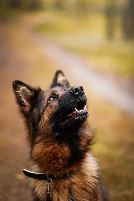 Łyski - młoda suczka w typie owczarka niemieckiego. Inteligenta