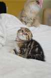 Scottish fold gold tabby