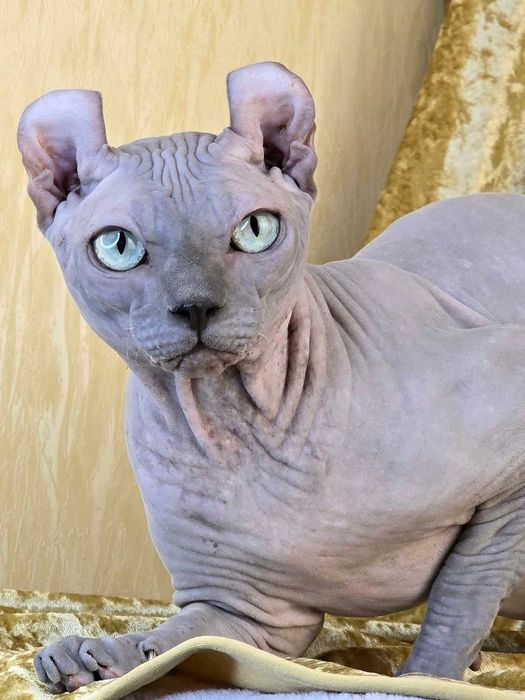 Эльф шикарный мальчик