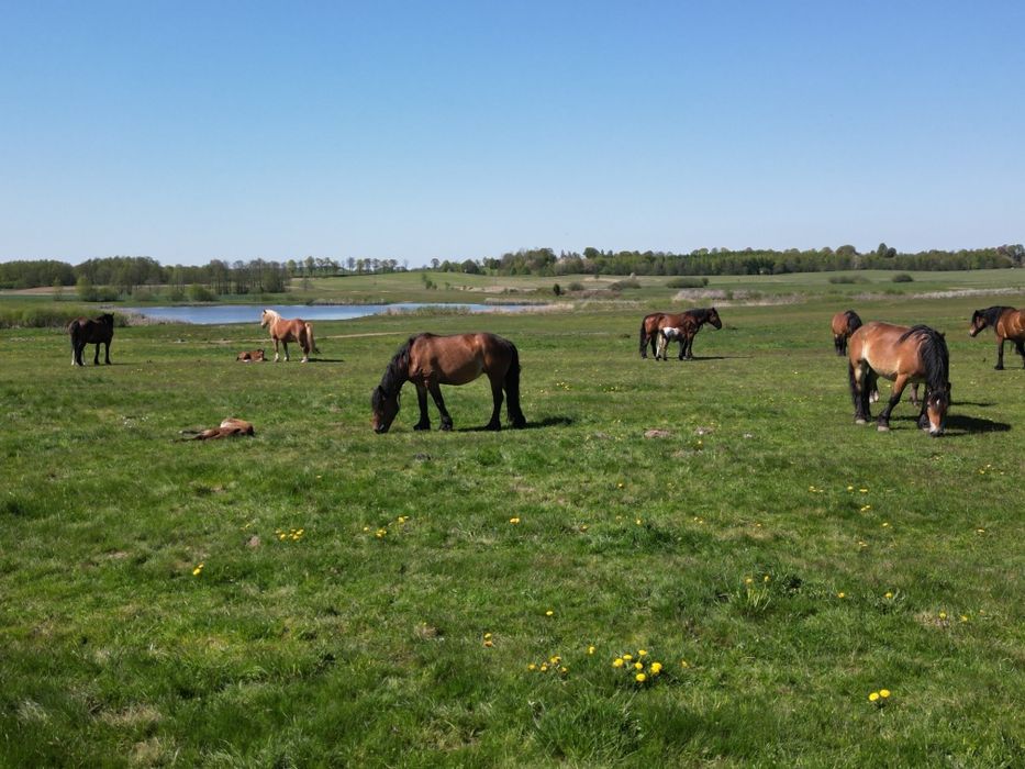 Klacz rasy zimnokrwistej