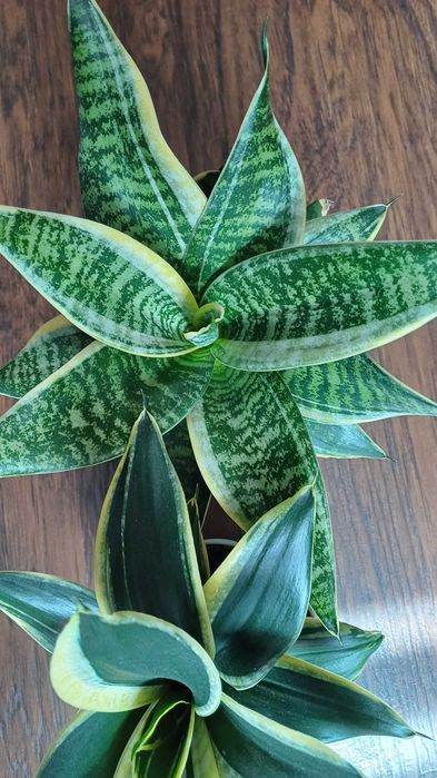 Сансевієрія  санса хані маргіната, Люсіль, філіпін голд домашня