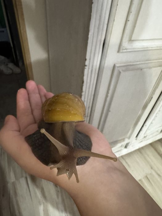 Ślimaki Afrykańskie oddam za darmo