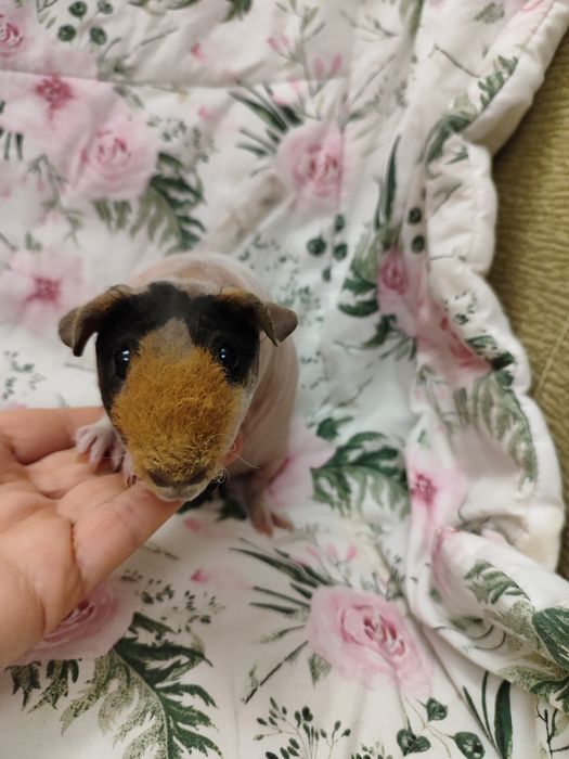 Морська свинка скінні хлопчик.