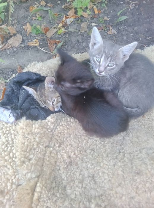 Віддам даром кошеняток,яким два місяці від народження.