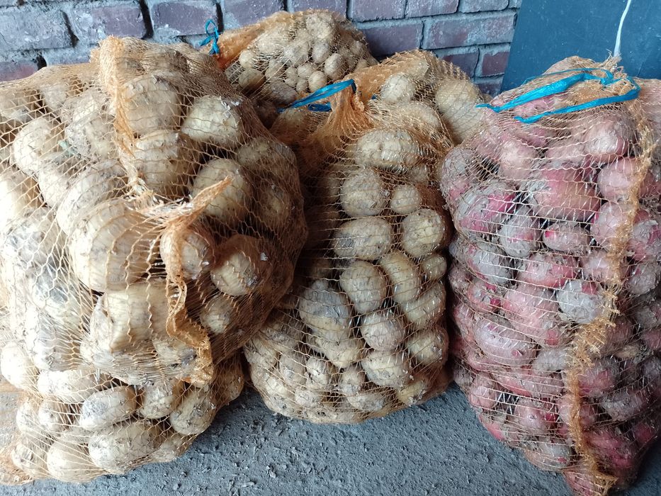 Sprzedam młode ziemniaki i czosnek