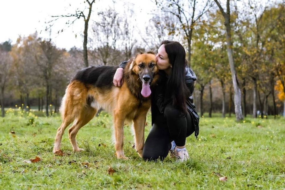 Kochający człowieka psiak w typie Owczarka niemieckiego szuka domku!