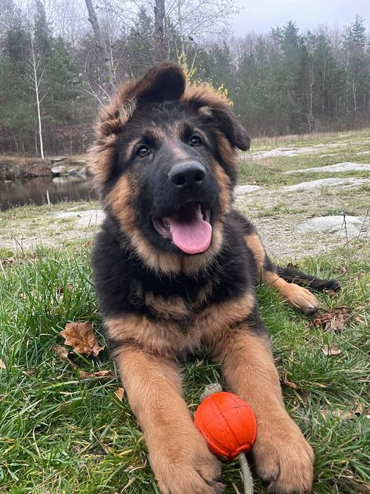 Шикарні довгошерстні німці