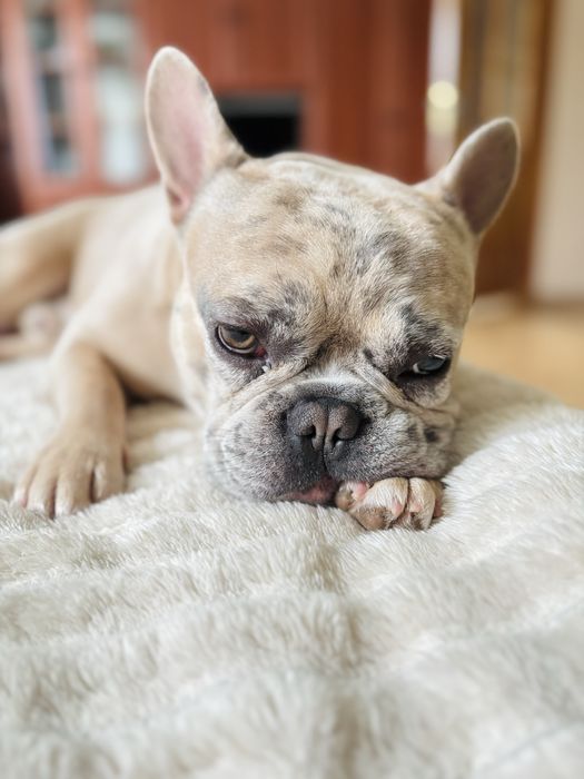 Вʼязка французький бульдог