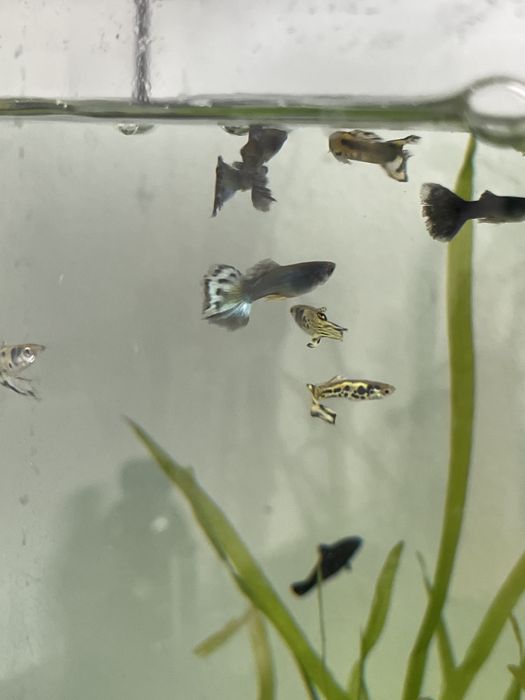 5 guppys macho