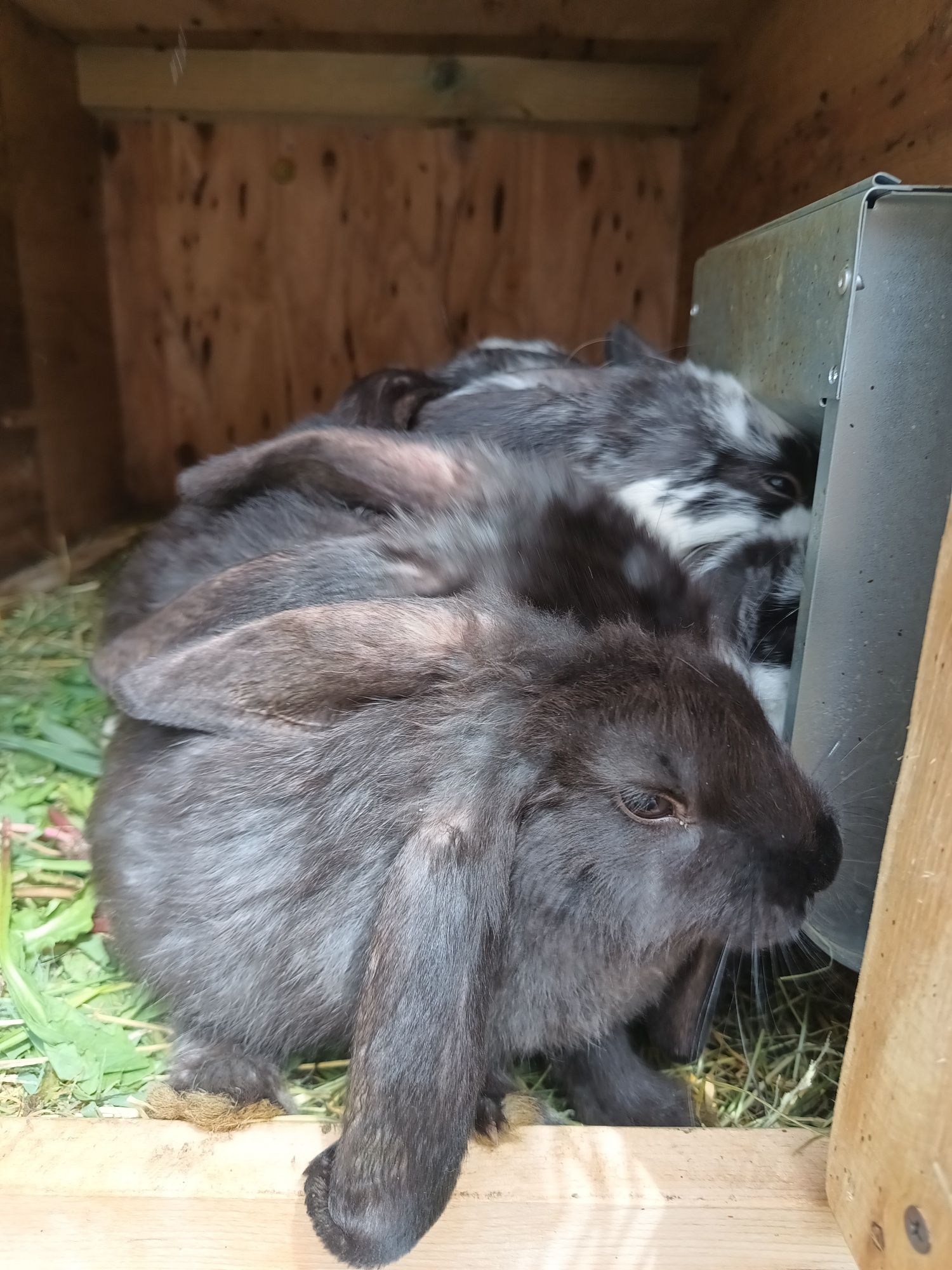 Sprzedam króle baran francuski