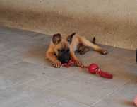 Owczarek belgijski Malinois - piesek