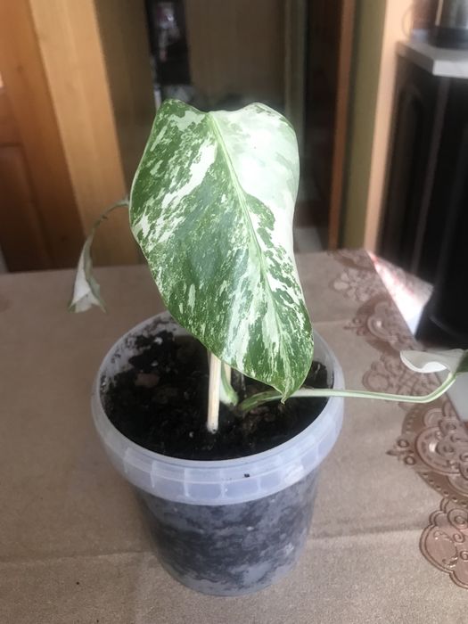 Монстера Альба - варієгарна