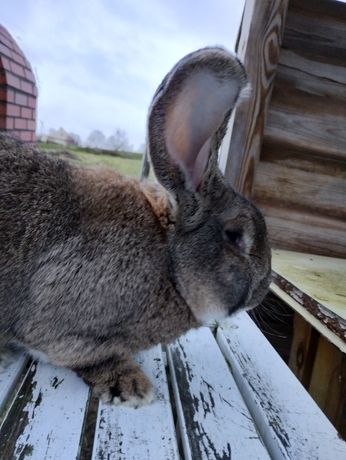 Olbrzym belgijski samiec waga 8,5 kg