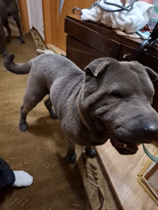 Шарпей голубий крупнокістяковий