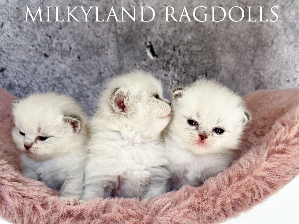 Śliczny kociak Ragdoll poleca  się do kochania MILKYLAND