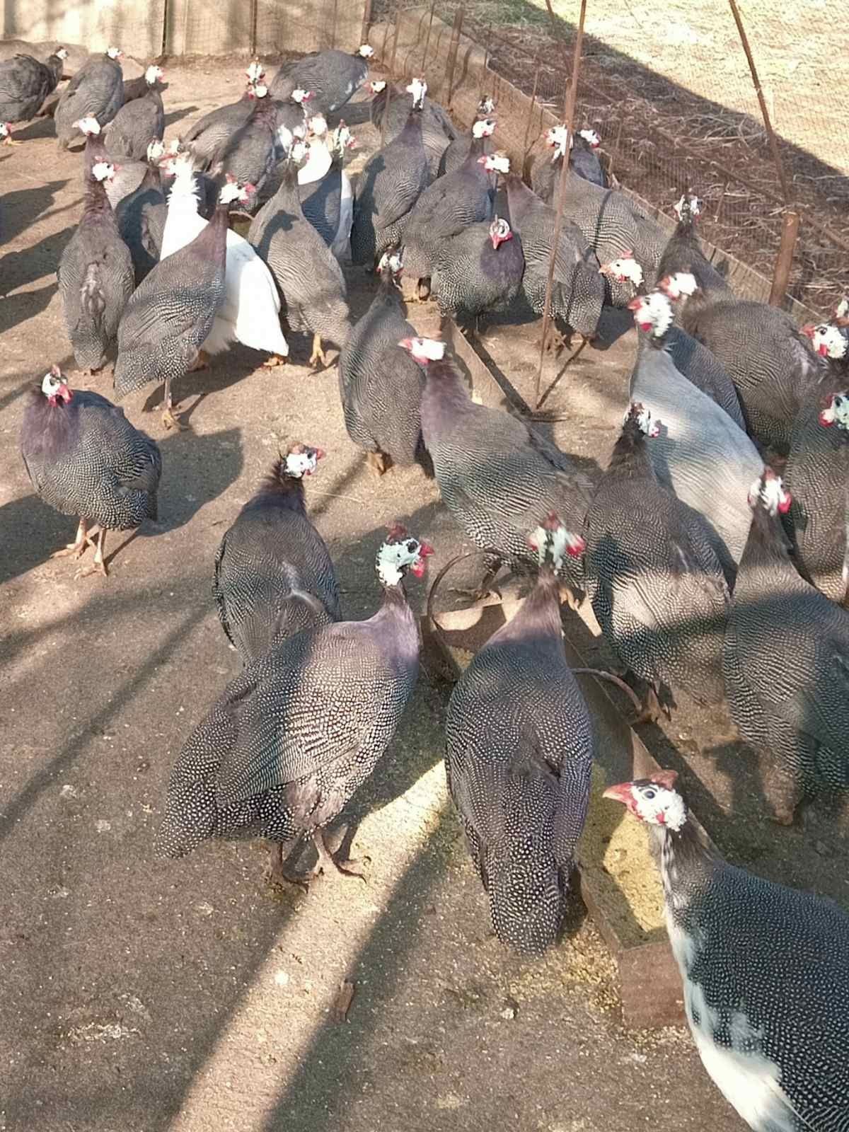 Інкубаційне яйце цесарки