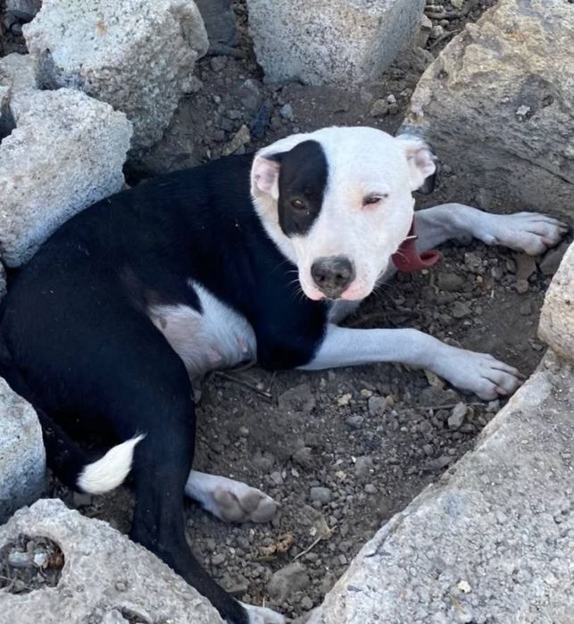 Отдам даром щенков