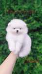 Szpic miniaturowy - pomeranian