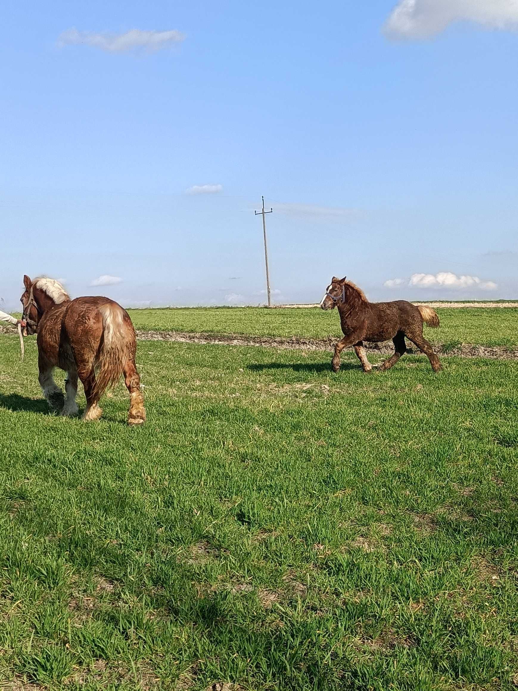 Źrebica zimnokrwista