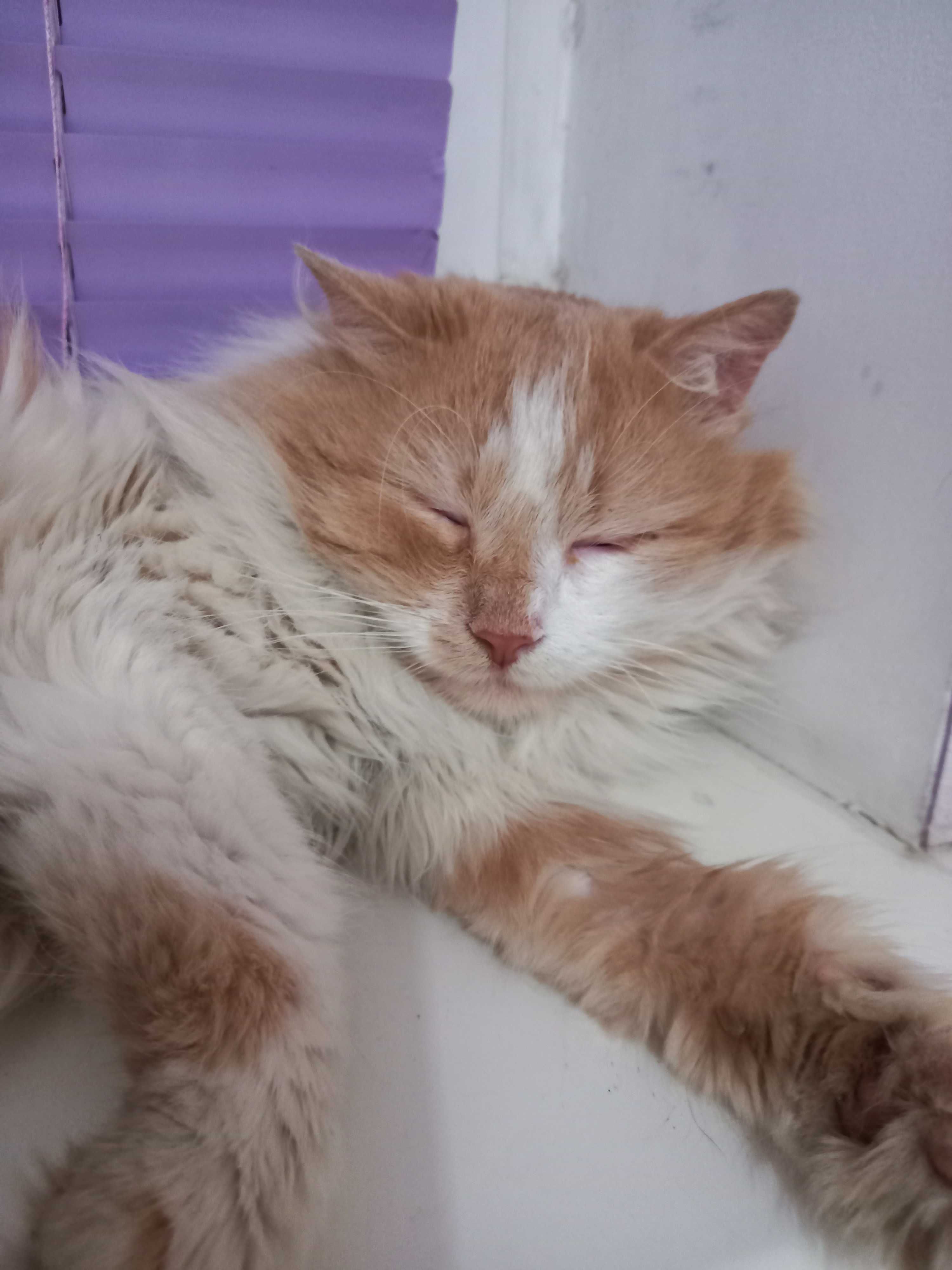Котик-компаньон в гарну родину
