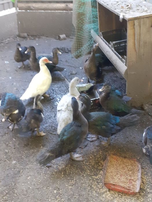 Мускуснiкачки,каченята.