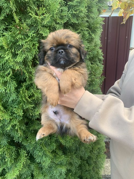 Продам цуценят Пекінесиків