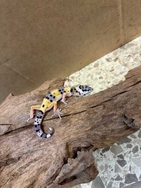 gekon lamparci GRUBY KOCUR sklep zoologiczny rzeszów